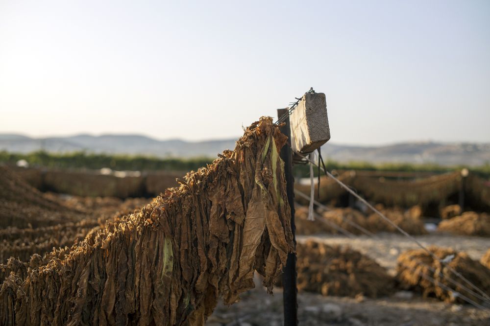 Tobacco plant / Табачная ферма