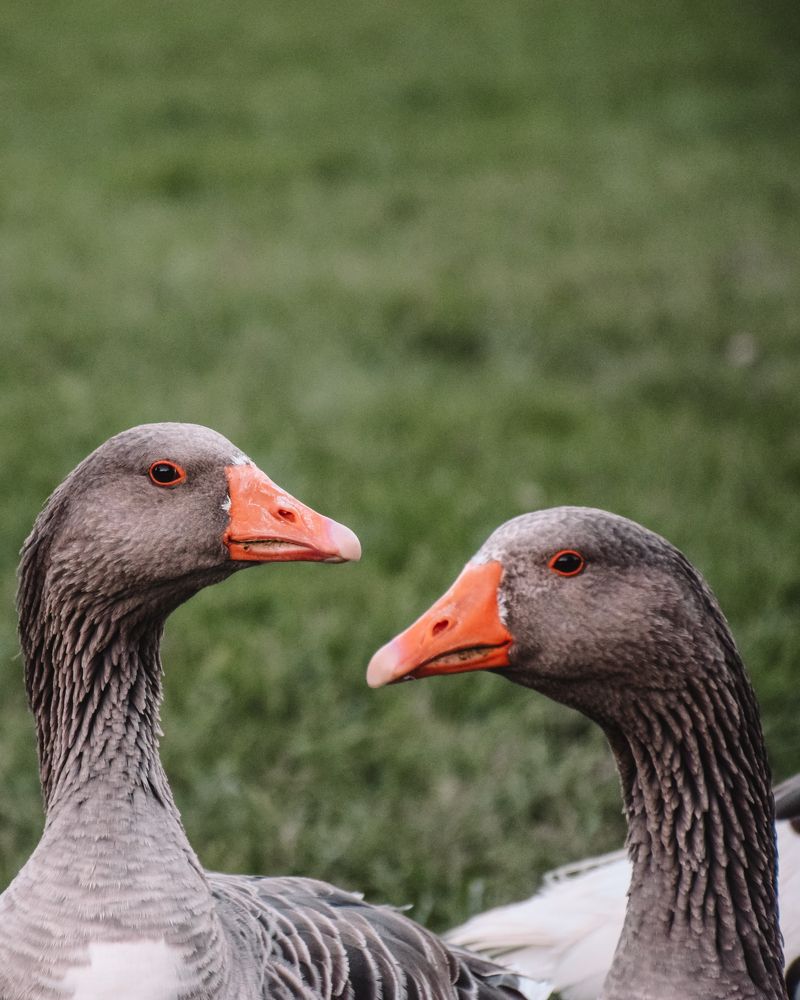 Photograph by Ehsan Fathi