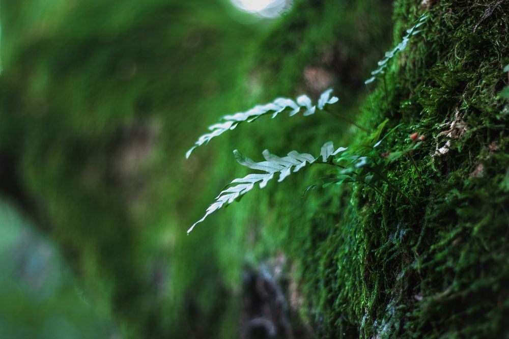 Photograph by Виталий Шкадинов