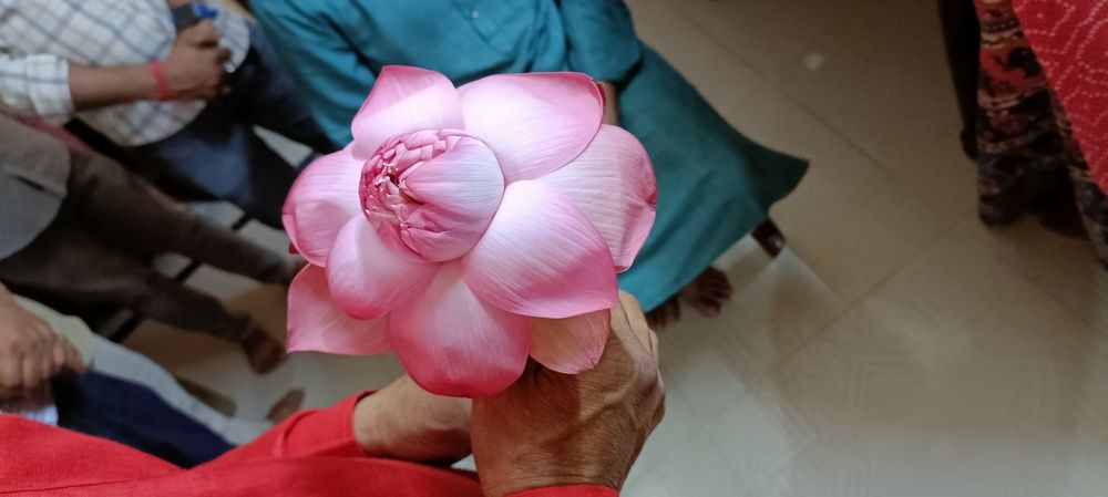 Lotus flower