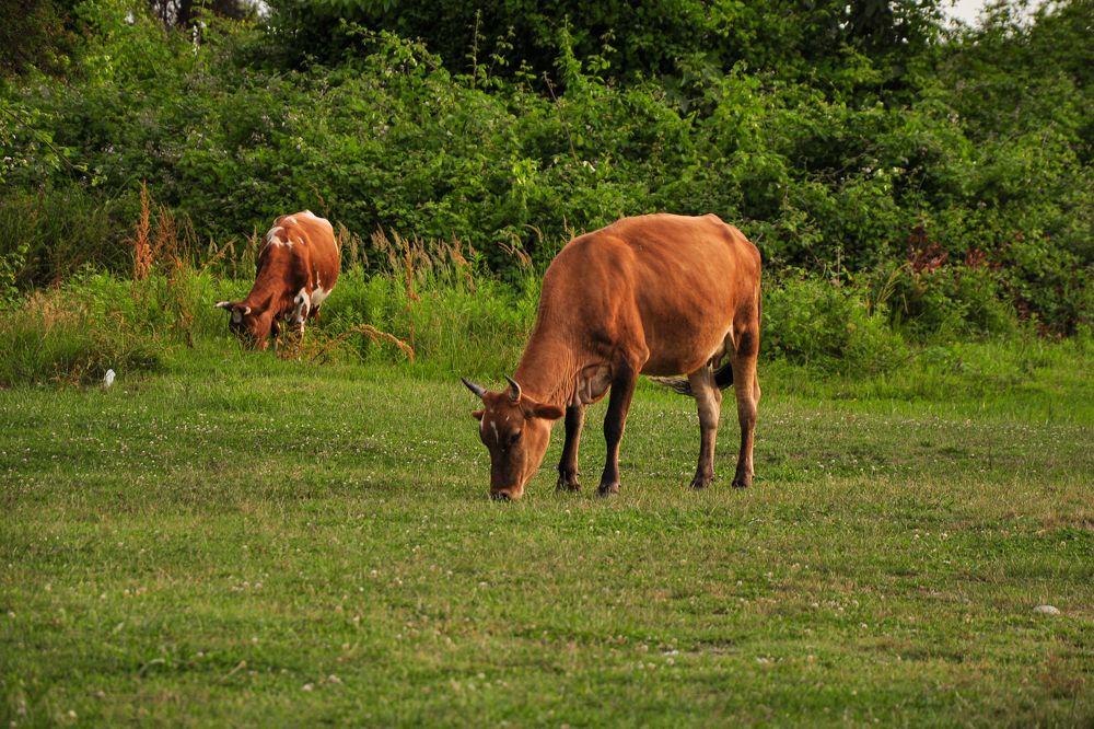 Photograph by Юлия Козельских