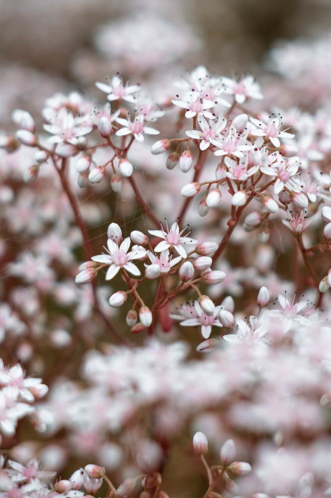 Photograph by Людмила Прибылова