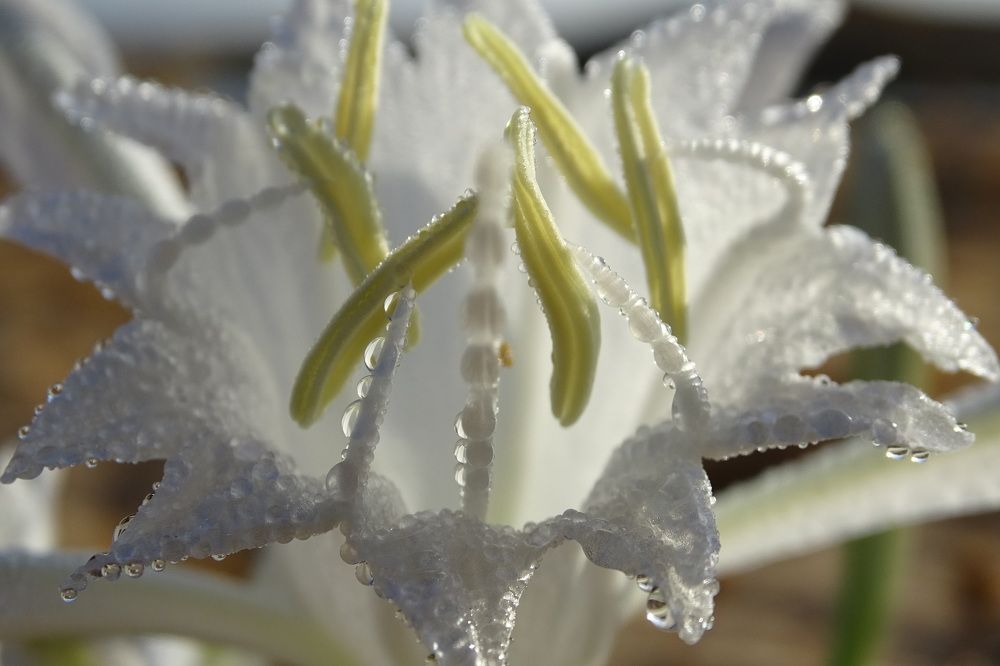 Photograph by Lyudmyla Chorney