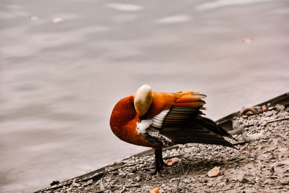 Photograph by Very Good