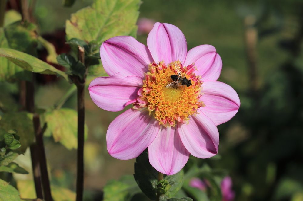 Photograph by LEONID DUBINA