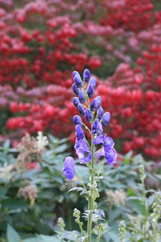 Photograph by LEONID DUBINA