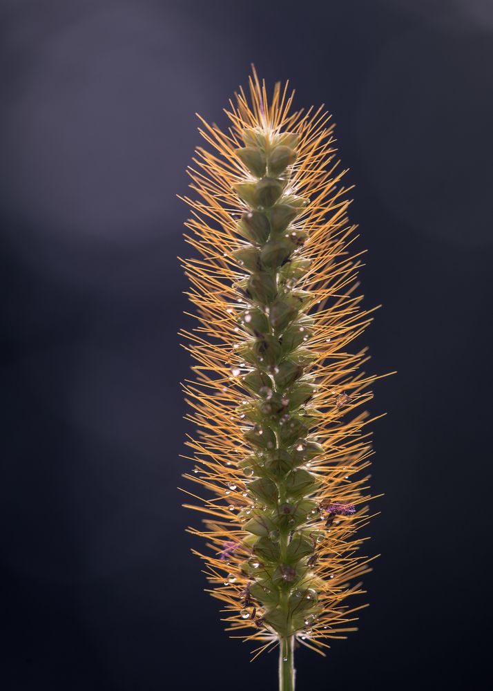 Фотография автора Uljana Kuchar