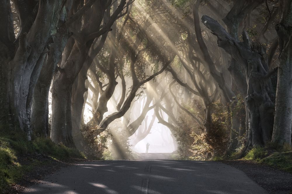 The Dark Hedges