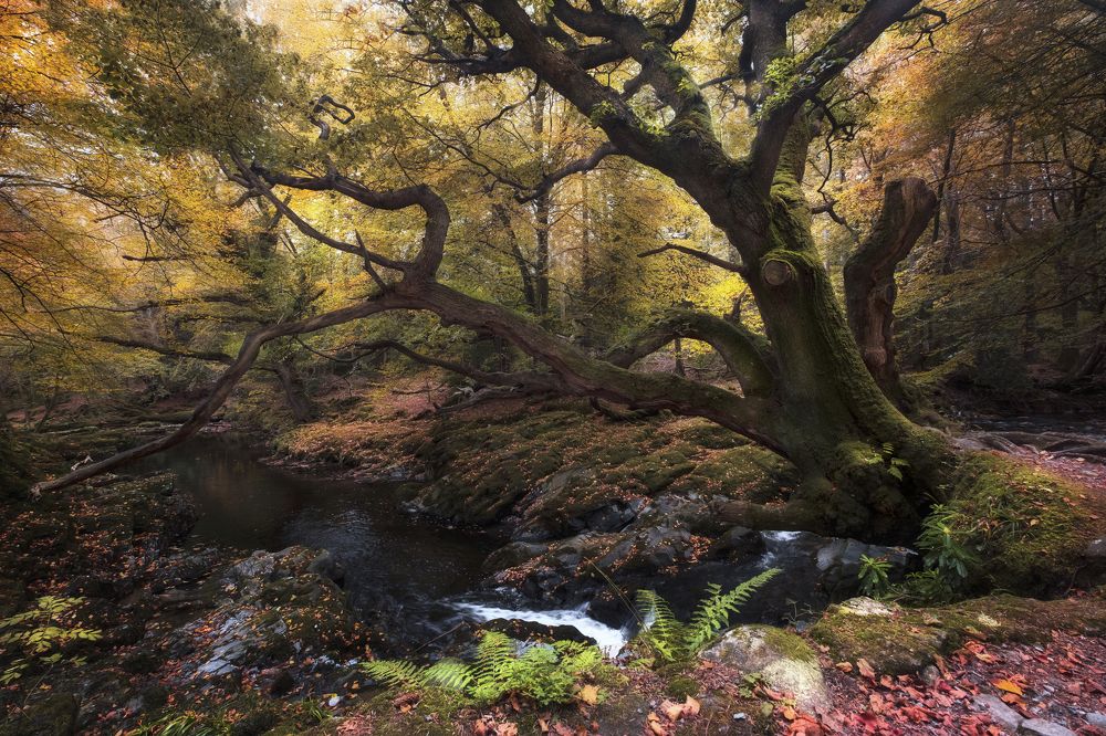 Tollymore Forest Park