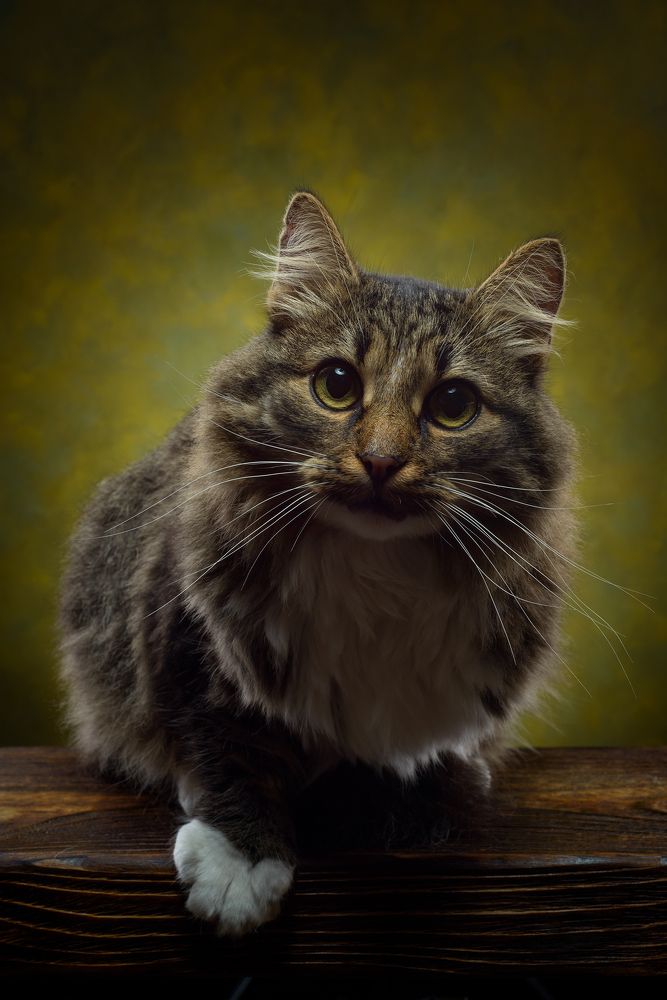 Фотография автора Сизов Кирилл