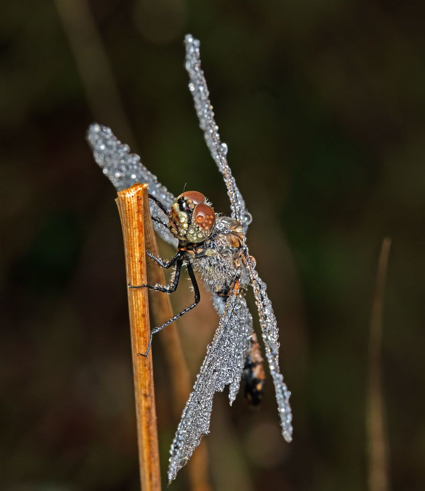 Photograph by Viktor Makarov