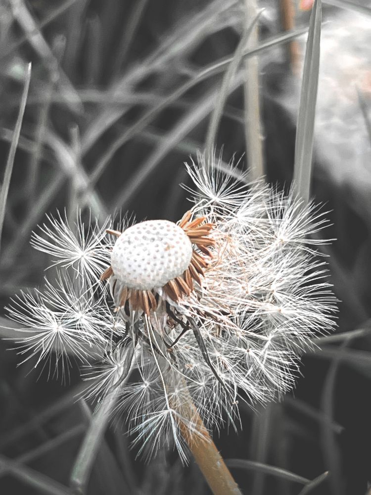 Photograph by Елена Башмакова