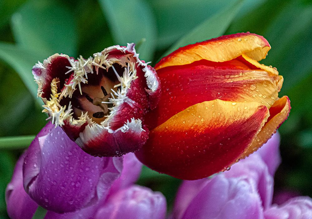 Photograph by Vladimir  Komarov