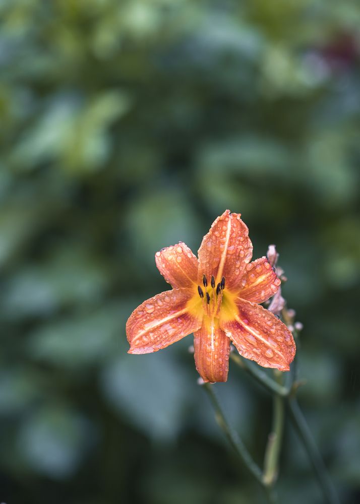 Фотография автора Uljana Kuchar