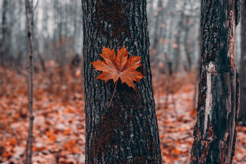 Photograph by Антон Бойков