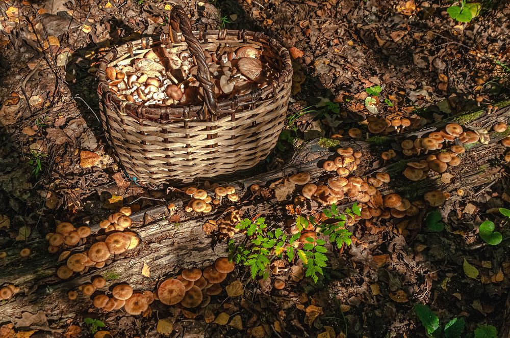 Photograph by Vladimir  Komarov