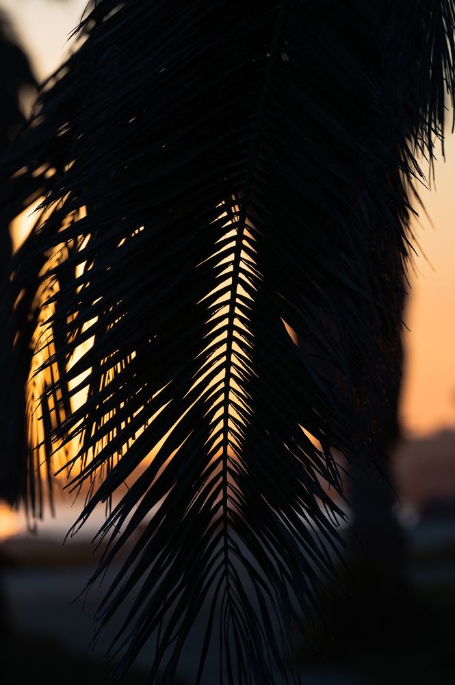 Photograph by Эмилия Лаце