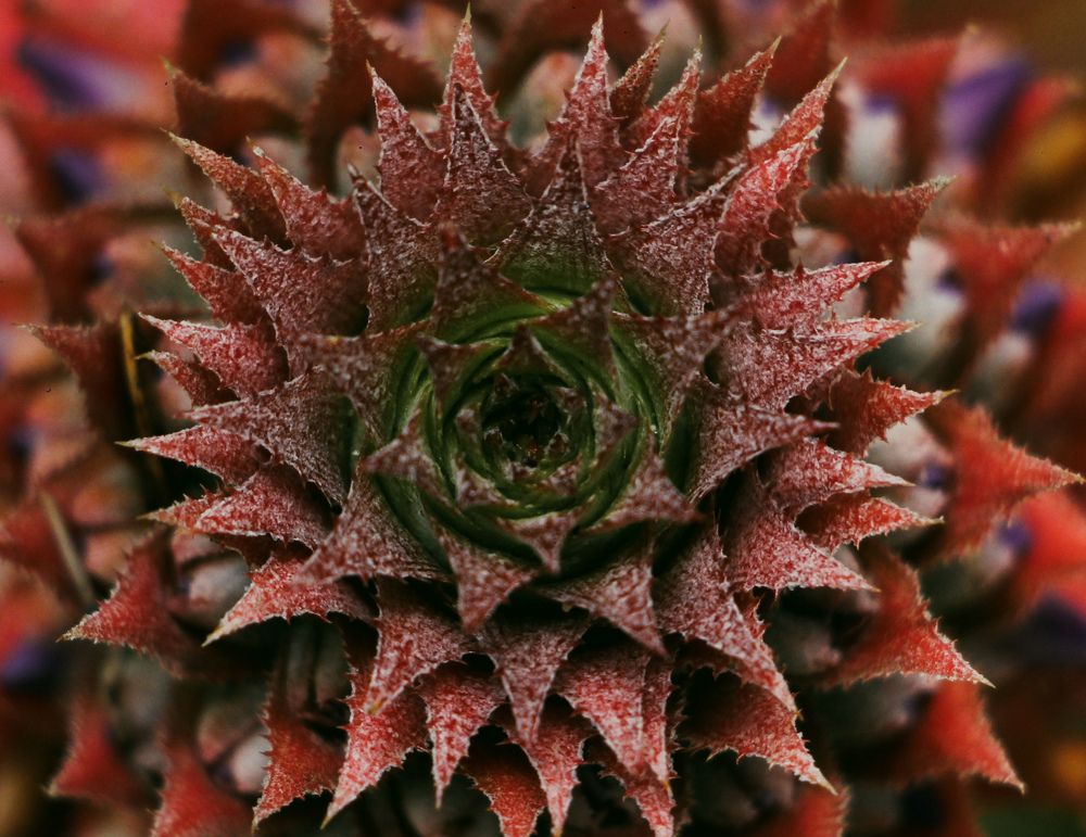 Photograph by Dewindu H. Fernando