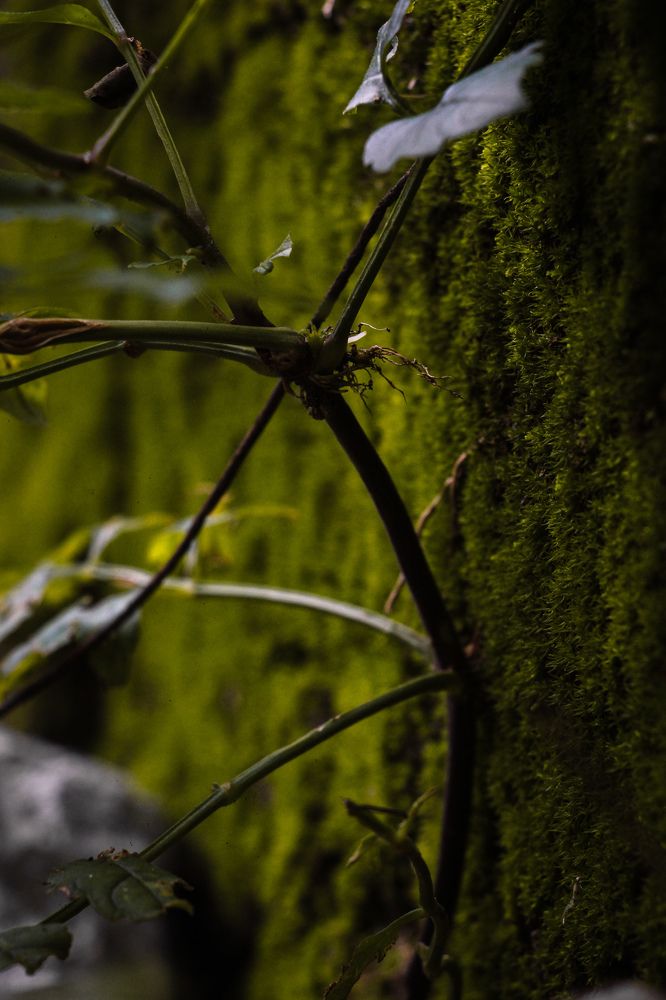 Photograph by Dewindu H. Fernando