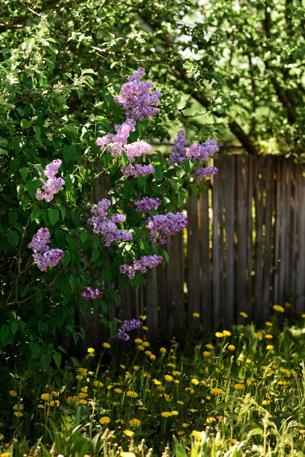 Photo #9581408