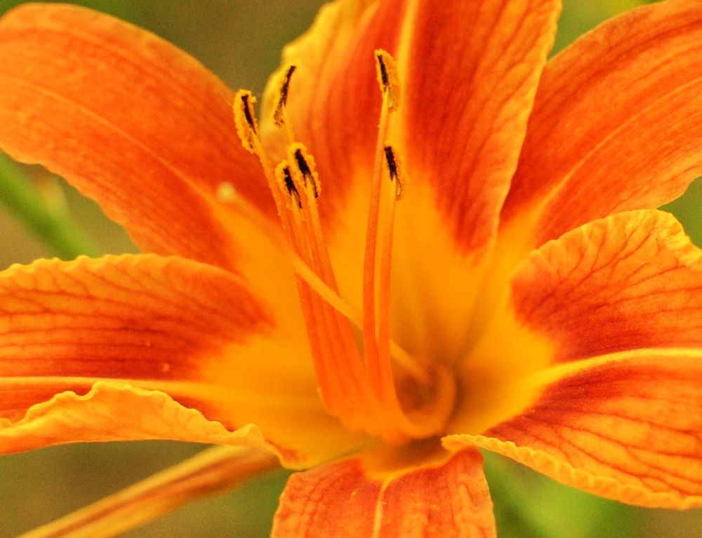 Фотография автора Olga Belikova