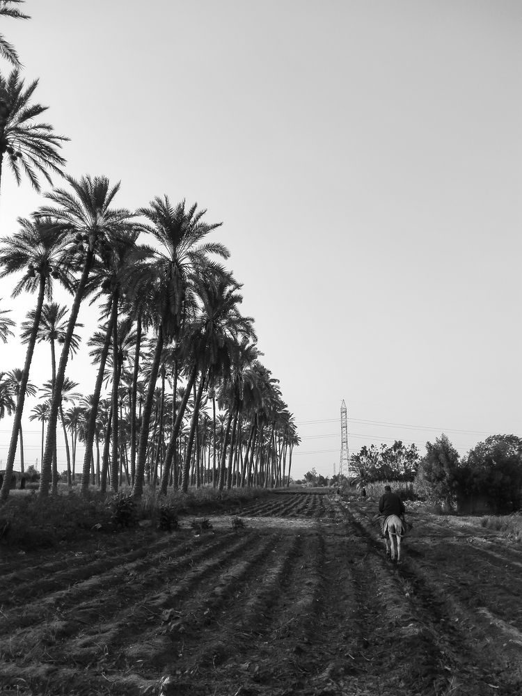 Фотография автора Adel elqamhawi Mohamed