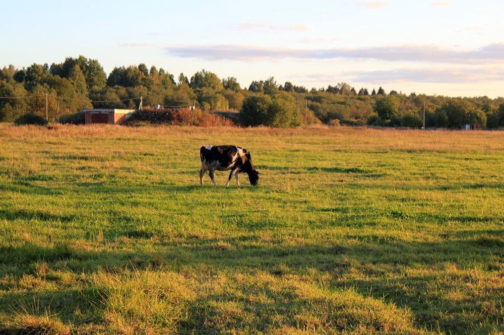 Photograph by Olga Bagaeva