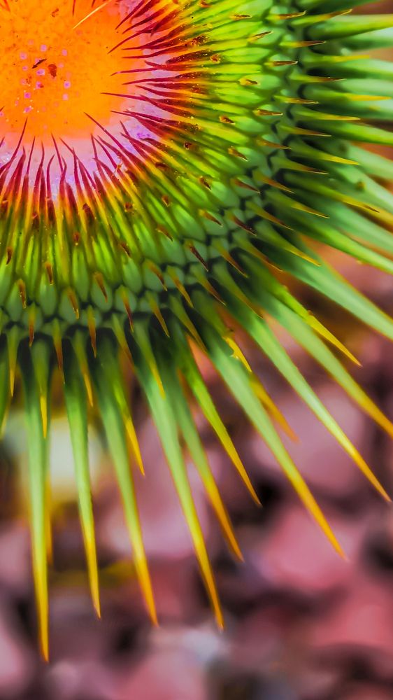 Photograph by Hamid Espanani