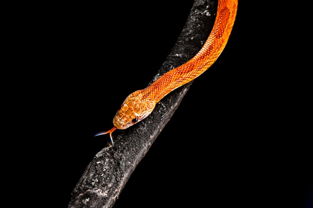 Photograph by Victoria Popkova