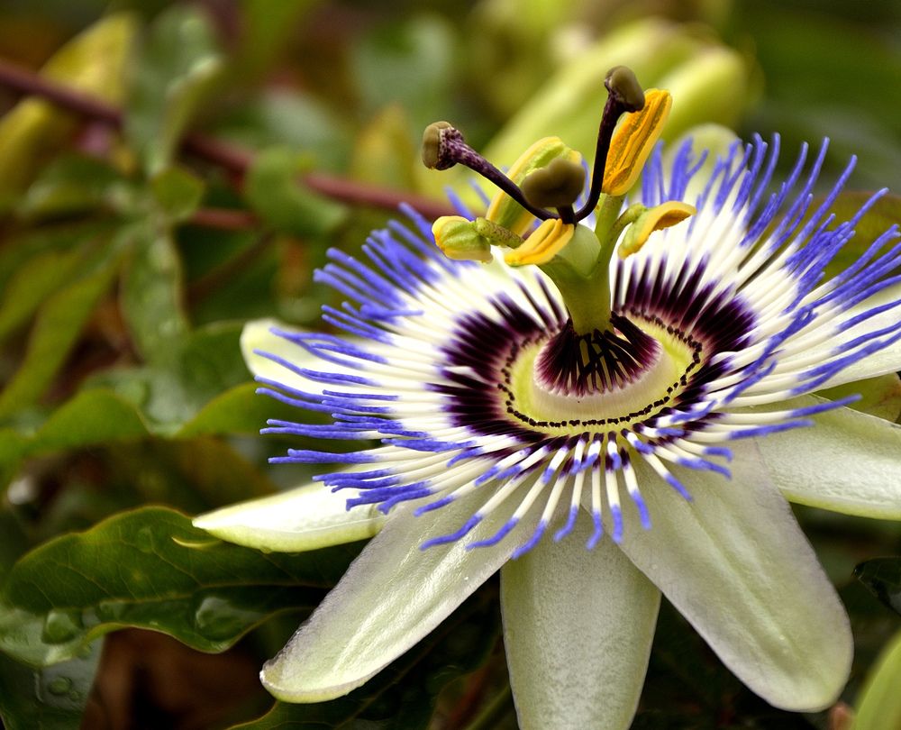 Photograph by Игорь Овсиенко