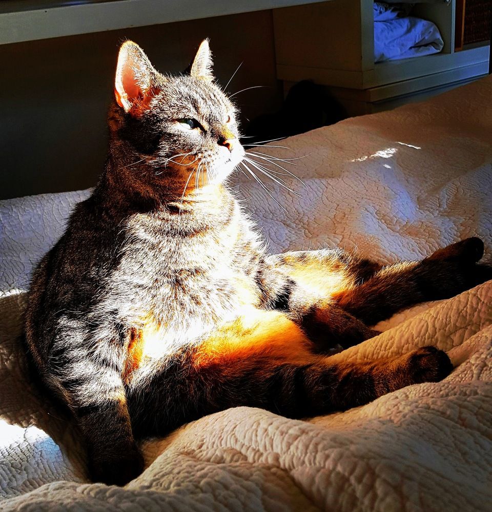 Mijn kater Frodo geniet van het zonlicht