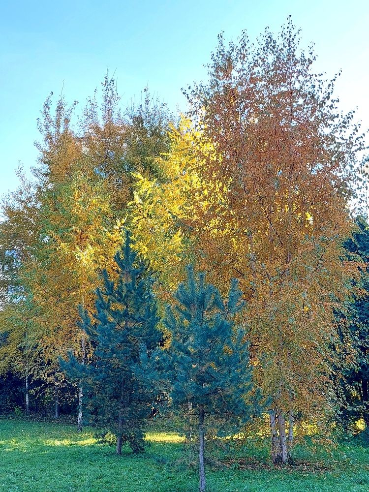 Фотография автора Мария Коледа