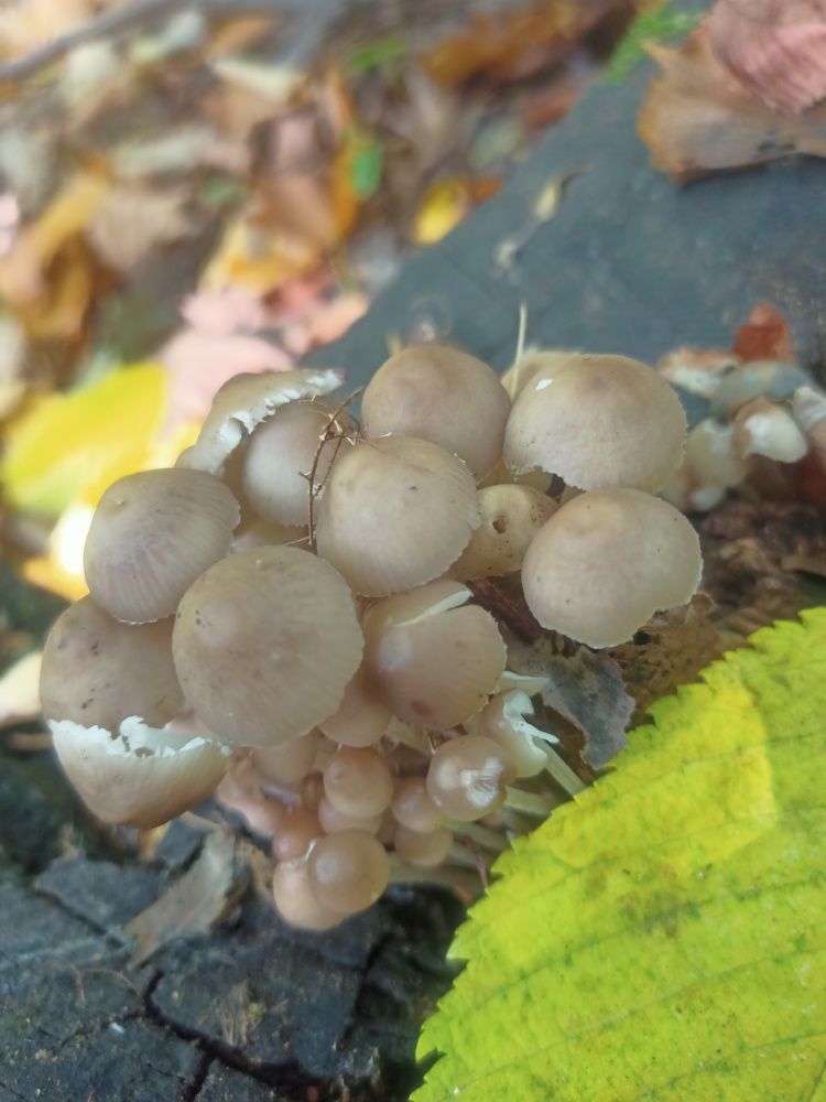 Photograph by Елизавета Мишина