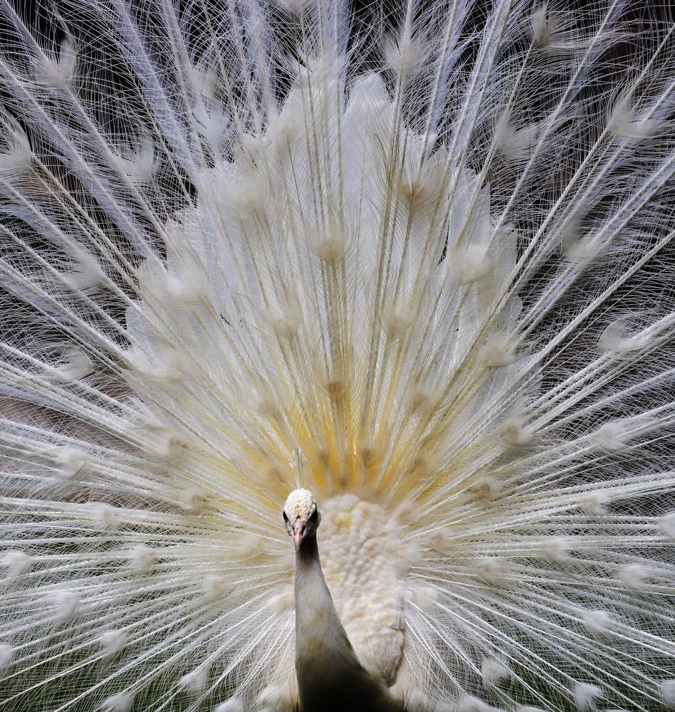 Photograph by Amir hossein Khorgooei