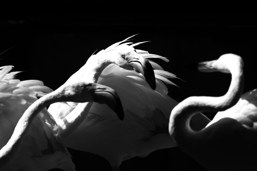 Photograph by Amir hossein Khorgooei