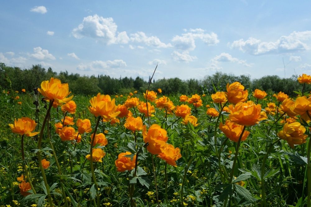 Photograph by Марина Кощеева