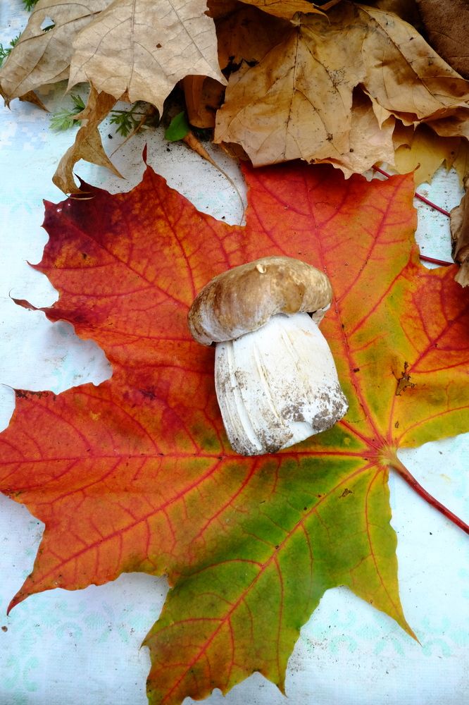 Photograph by Екатерина Хозяшева