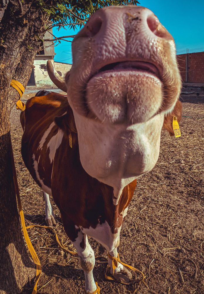 Фотография автора Fethi South Sider