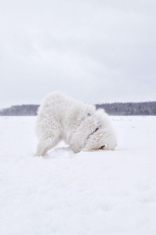 Фотография автора Анастасия Руднева