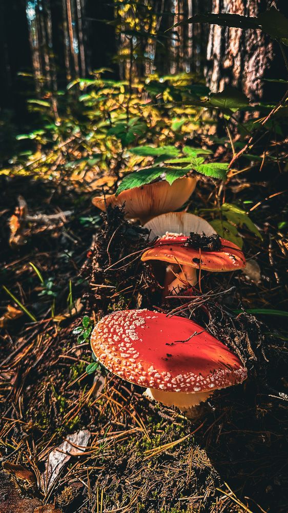 Photograph by Татьяна Галаева