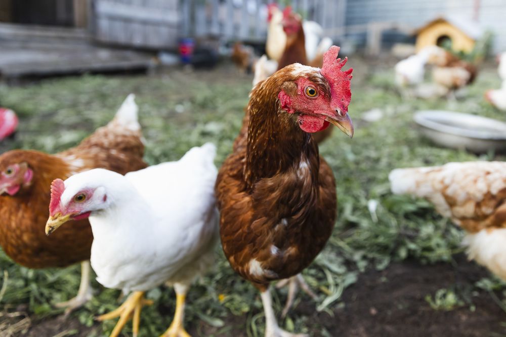 Фотография автора Татьяна Степанова