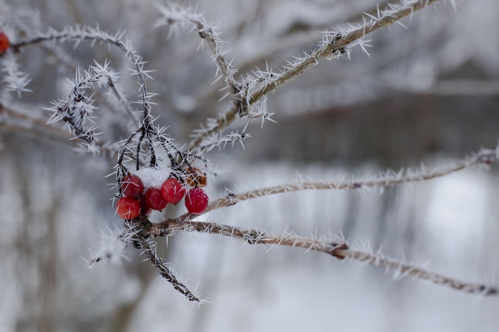 Фотография автора Татьяна Степанова