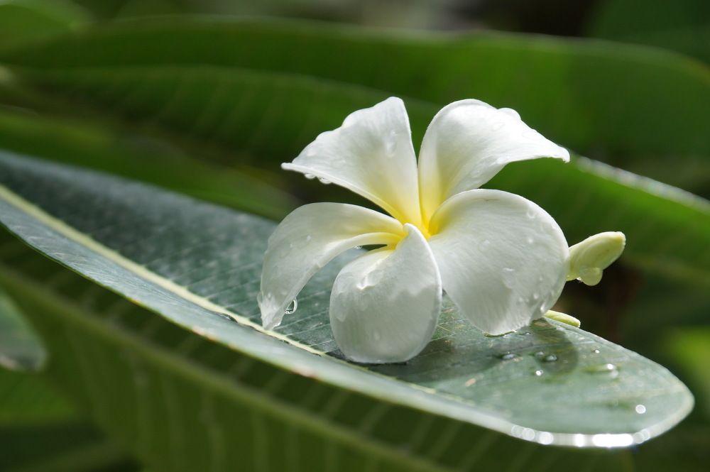 Photograph by Галина Кан