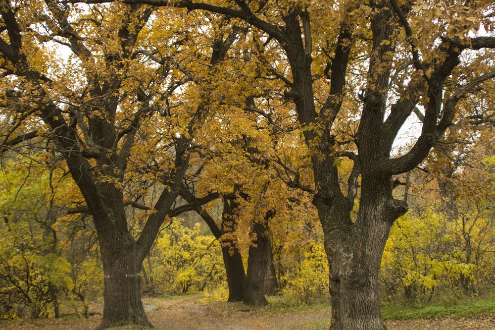 Photograph by Ирина Шибитова