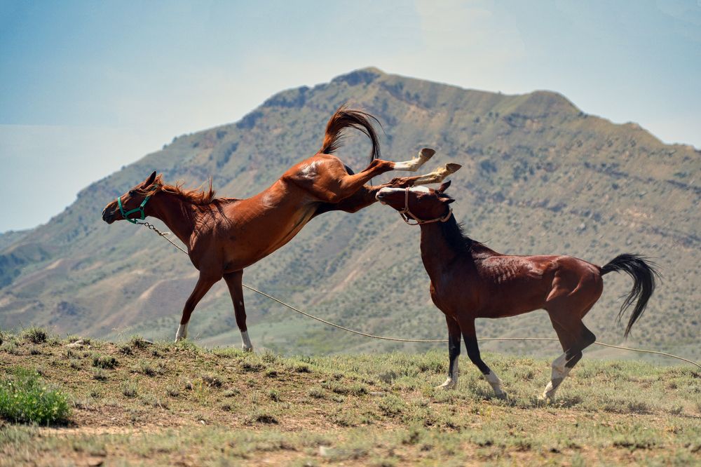 Лошадиный бой
