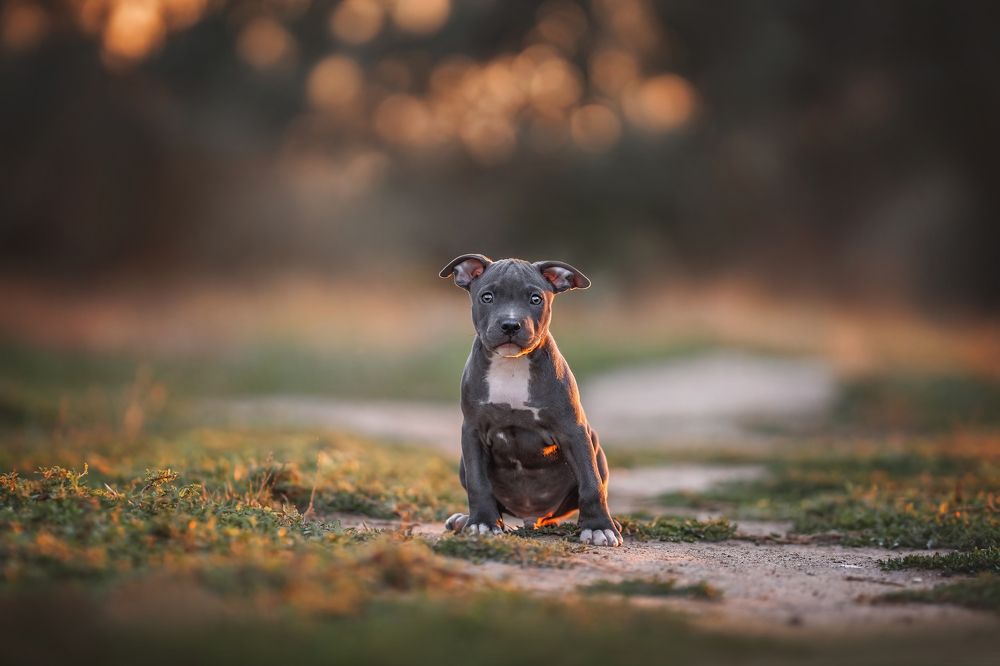 Photograph by julia satan