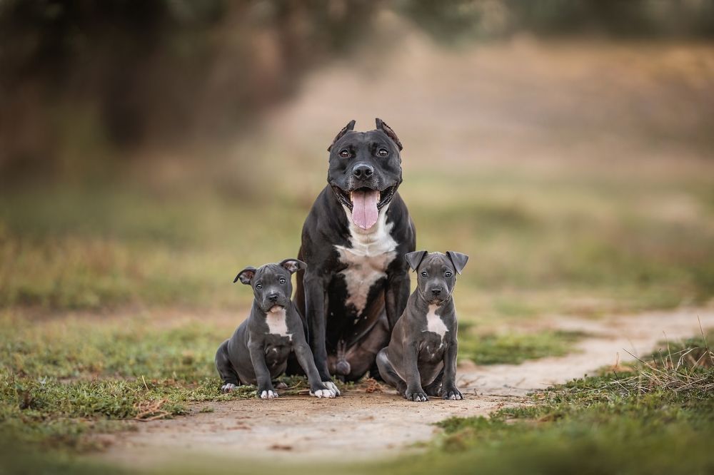 Photograph by julia satan