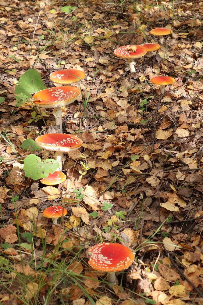 Фотография автора Веста Ягужинская