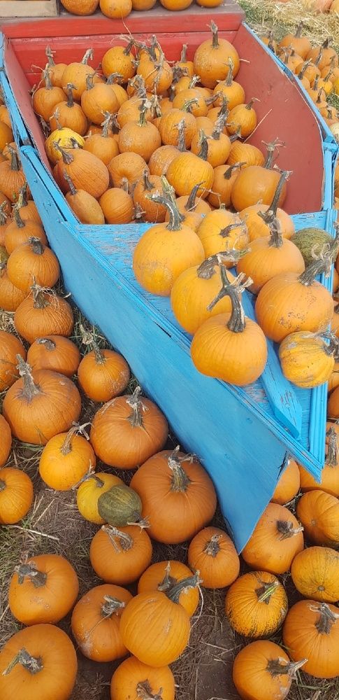 Фотография автора Ольга Мусина