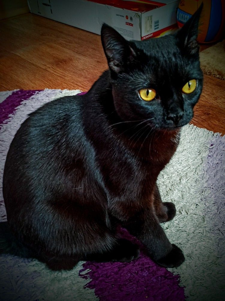 Жил да был чёрный кот...